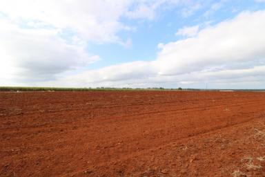 Farm Sold - QLD - South Isis - 4660 - 27.9 ACRES OF RED SOIL WITH 35 MEG WATER  (Image 2)