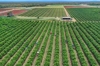 Farm For Sale - QLD - Bullyard - 4671 - VERSATILE FARMLAND WITH POTENTIAL TO GROW SUGAR CANE AND MORE  (Image 2)