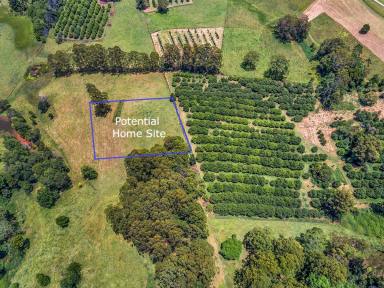 Farm Sold - NSW - Tewinga - 2449 - Rare opportunity - vacant land with an income!  (Image 2)