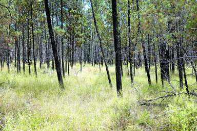 Farm For Sale - QLD - Augathella - 4477 - Country: Cattle Breeding / Backgrounding  (Image 2)