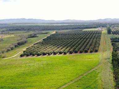 Farm For Sale - QLD - Arriga - 4880 - 3 ADJOINING FARMS, ARRIGA, MAREEBA, FAR NORTH QUEENSLAND  (Image 2)