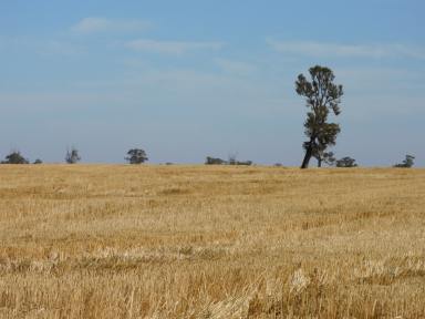 Farm Sold - SA - Bordertown - 5268 - Great Cropping Country  (Image 2)