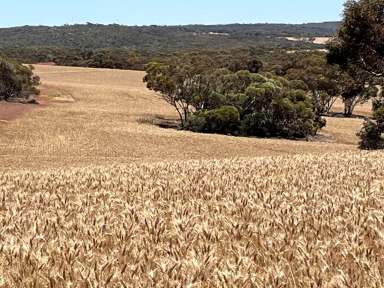 Farm Sold - WA - Wongan Hills - 6603 - UNDER OFFER  (Image 2)