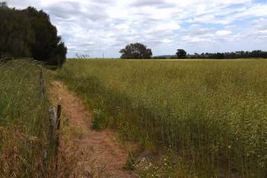 Farm For Sale - WA - Carrolup - 6317 - Prime property    Great location    An opportunity not to be missed  (Image 2)