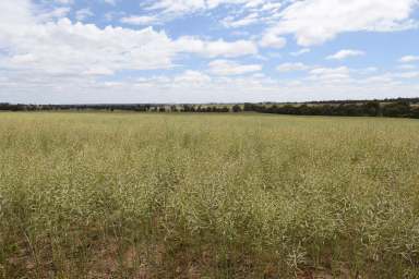 Farm For Sale - WA - Carrolup - 6317 - Prime property    Great location    An opportunity not to be missed  (Image 2)