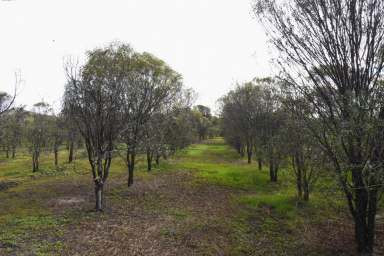 Farm Sold - WA - East Pingelly - 6308 - 'JOMAC SANDALWOOD'  (Image 2)