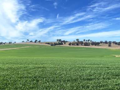 Farm Sold - NSW - Grenfell - 2810 - On the Town's Doorstep  (Image 2)