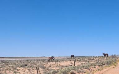 Farm Sold - WA - Sandstone - 6639 - Lake country grazing- Mulga carbon project  (Image 2)