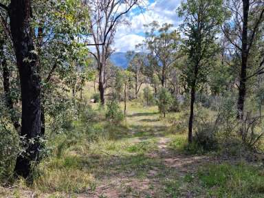 Farm Sold - NSW - Bemboka - 2550 - VACANT LAND BEMBOKA  (Image 2)