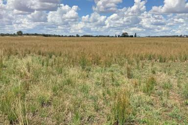 Farm Sold - NSW - Tomingley - 2869 - Perfect Starter Block  (Image 2)
