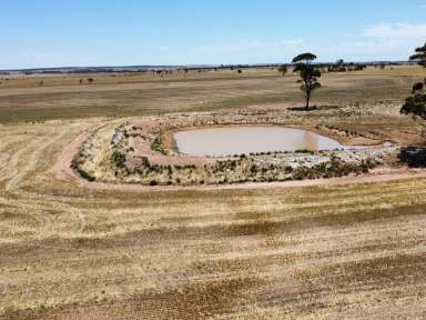 Farm Sold - WA - Narembeen - 6369 - SOLD VIA OPENN NEGOTIATION - MORE PROPERTIES NEEDED  (Image 2)