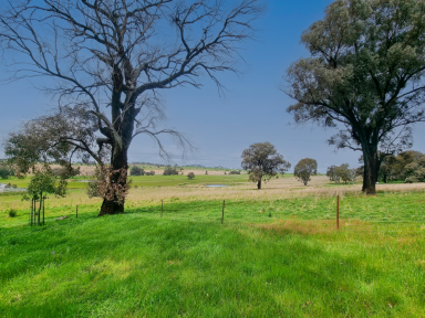 Farm For Sale - NSW - Molong - 2866 - Position, Privacy, Tranquility  (Image 2)