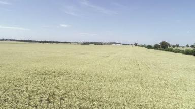 Farm Sold - NSW - Ootha - 2875 - Ideal Farming Block with Building Entitlement  (Image 2)