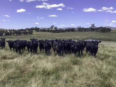 Farm Sold - NSW - Molong - 2866 - Ultimate Dress Circle Location  (Image 2)