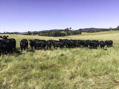 Farm Sold - NSW - Molong - 2866 - Ultimate Dress Circle Location  (Image 2)