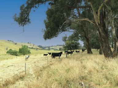 Farm Sold - NSW - Errowanbang - 2791 - Strong Yellow Box Country  (Image 2)