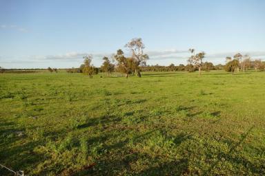 Farm For Sale - WA - Wanerie - 6503 - 1770 Beermullah Road West, Wanerie - Highly productive property only 1 hour from Perth  (Image 2)