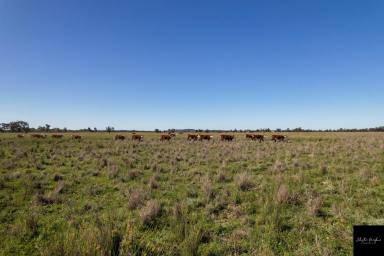 Farm For Sale - NSW - Gunnedah - 2380 - VERSATILE MIXED ARABLE AND GRAZING PROPERTY  (Image 2)