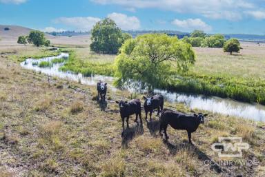 Farm Sold - NSW - Glen Innes - 2370 - Premium Acreage with River Frontage.  (Image 2)
