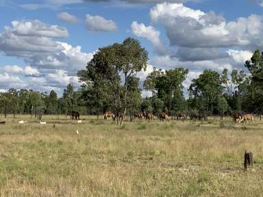 Farm For Sale - QLD - Charleville - 4470 - 325 acre Lifestyle block/ Charleville Queensland  (Image 2)