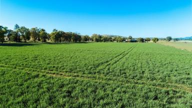Farm For Sale - NSW - Wellington - 2820 - Quality Parcel Of Bell River Country  (Image 2)