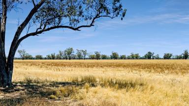 Farm Sold - NSW - Boggabri - 2382 - Expression Of Interest - 640 ac - Building Entitlement - Fertile Soils + Great Water  (Image 2)