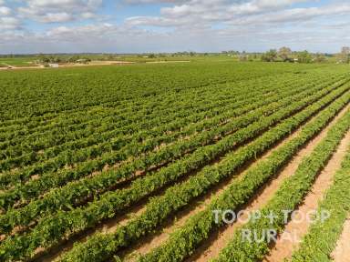 Farm Sold - SA - Barmera - 5345 - Chabrel Vineyard  (Image 2)