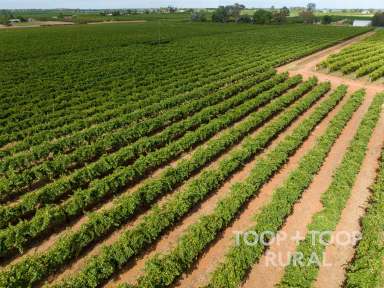 Farm Sold - SA - Barmera - 5345 - Chabrel Vineyard  (Image 2)