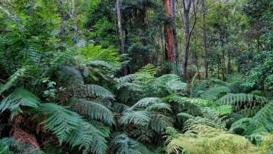 Farm Sold - VIC - Cabbage Tree Creek - 3889 - WHERE THE MOUNTAINS MEET THE SEA  (Image 2)