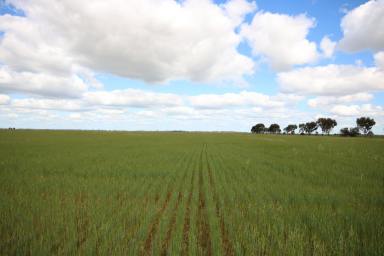 Farm For Sale - VIC - Roslynmead - 3564 - GAIN SCALE FOR YOUR FARMING BUSINESS  (Image 2)