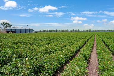 Farm Sold - QLD - Byee - 4605 - Highly Productive Byee Valley Irrigation  (Image 2)