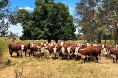 Farm For Sale - NSW - Cargo - 2800 - LARGE SCALE PASTORAL HOLDING  (Image 2)