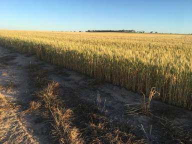 Farm Sold - WA - Muntadgin - 6420 - "340mm annual rainfall, 5% plus R.O.I. potential, full complement of farm improvements"  (Image 2)