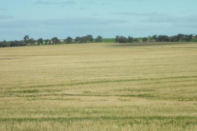 Farm For Sale - WA - Badgebup - 6317 - Excellent Opportunity  (Image 2)