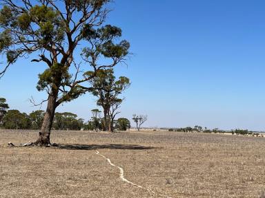 Farm Sold - WA - South Tammin - 6409 - 3 year cropping lease for tender  - good quality country  (Image 2)