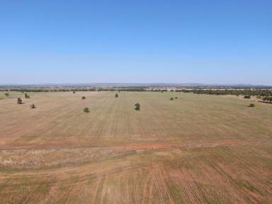 Farm For Sale - NSW - Weethalle - 2669 - Mixed Farming Country At Weethalle  (Image 2)