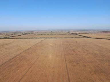 Farm For Sale - NSW - Weethalle - 2669 - Beautiful Weethalle Red Loam Cropping Country  (Image 2)