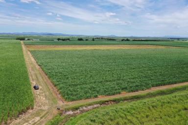Farm For Sale - QLD - Clare - 4807 - 4  Cane Farms - Clare - Available Separately  (Image 2)