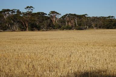 Farm Sold - WA - Piesseville - 6315 - Full Sized Farming Opportunity at Wagin  (Image 2)