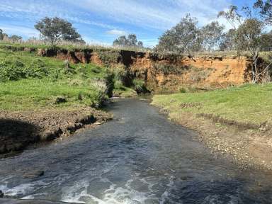 Farm For Sale - NSW - Cootamundra - 2590 - Rare Opportunity on the Renowned Muttama Creek  (Image 2)