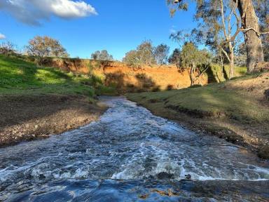 Farm For Sale - NSW - Cootamundra - 2590 - Rare Opportunity on the Renowned Muttama Creek  (Image 2)