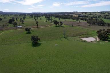 Farm For Sale - NSW - Cootamundra - 2590 - Rare Opportunity on the Renowned Muttama Creek  (Image 2)