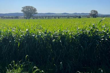 Farm For Sale - NSW - Warraderry - 2810 - 1,668 ACRES* MIXED CROPPING & GRAZING WITH EXCELLENT INFRASTRUCTURE  (Image 2)