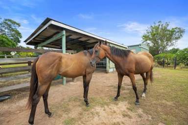 Farm Sold - QLD - Araluen - 4570 - ACREAGE IN TOWN WITH PRIVACY  (Image 2)