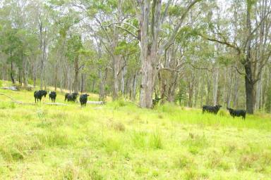 Farm Sold - NSW - Lismore - 2480 - GRAZING & MACA NUT COUNTRY  (Image 2)