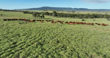Farm Sold - QLD - Injune - 4454 - Backgrounding - Fattening - Ideal Stud Location  (Image 2)