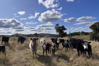 Farm For Sale - NSW - Taylors Flat - 2586 - 101ACRES* - WEEKENDER – POWER – BUILDING ENT - CREEKFRONTAGE !  (Image 2)