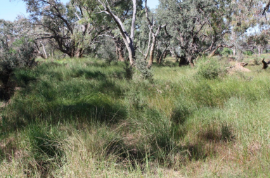 Farm For Sale - QLD - Blackall - 4472 - Excellent Water and Grazing Without Breaking the Bank!  (Image 2)