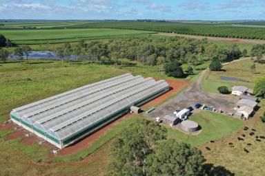 Farm Sold - QLD - North Isis - 4660 - DIVERSE FARM WITH RICH RED SOIL  (Image 2)