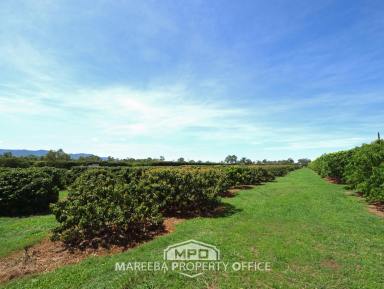 Farm For Sale - QLD - Mareeba - 4880 - INVEST IN FARMING OR LIFESTYLE  (Image 2)